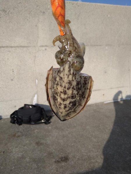 ミスバイト多発